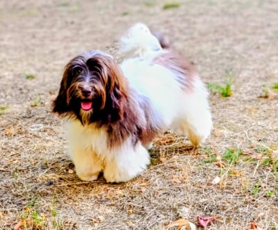 Les chiots de Bichon Havanais