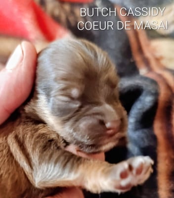 Les chiots de Bichon Havanais
