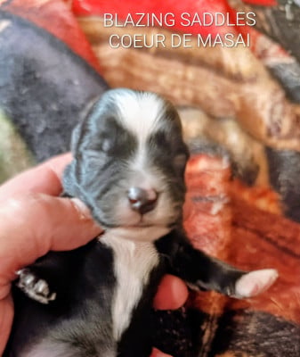 Les chiots de Bichon Havanais