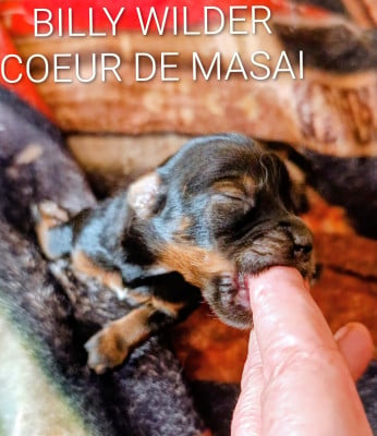 Les chiots de Bichon Havanais