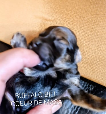 Les chiots de Bichon Havanais