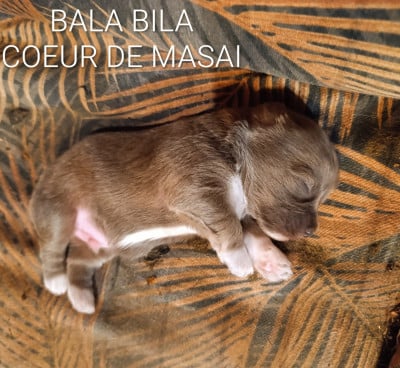 Les chiots de Bichon Havanais