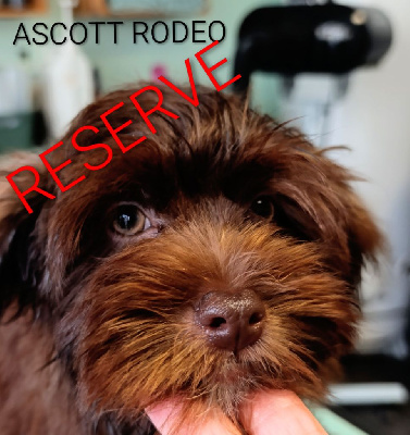 Les chiots de Bichon Havanais