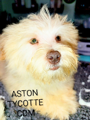 Les chiots de Bichon Havanais