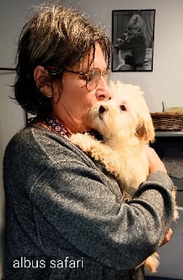 Les chiots de Bichon Havanais