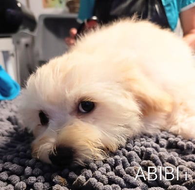 Les chiots de Bichon Havanais