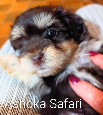 Les chiots de Bichon Havanais