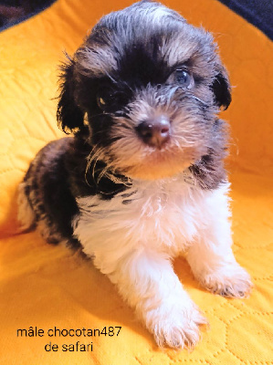 Les chiots de Bichon Havanais