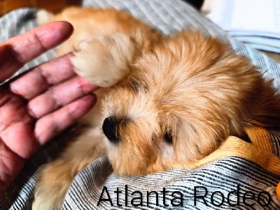 Les chiots de Bichon Havanais