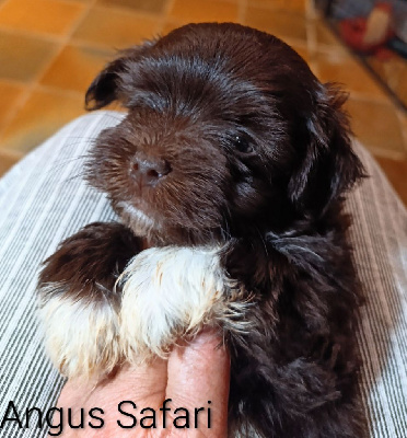 Les chiots de Bichon Havanais