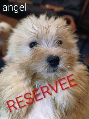 Les chiots de Bichon Havanais