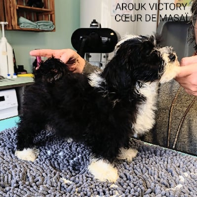 Les chiots de Bichon Havanais