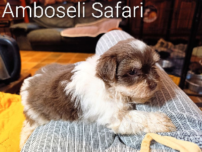 Les chiots de Bichon Havanais