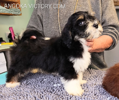 Les chiots de Bichon Havanais