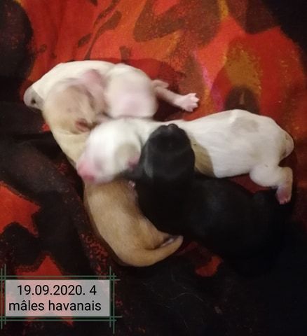 la port?e des PEINTRES bichons havanais LOF Bichon Havanais