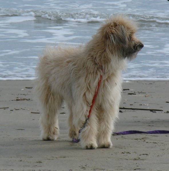 Publication : De la fontegude Auteur : Nous