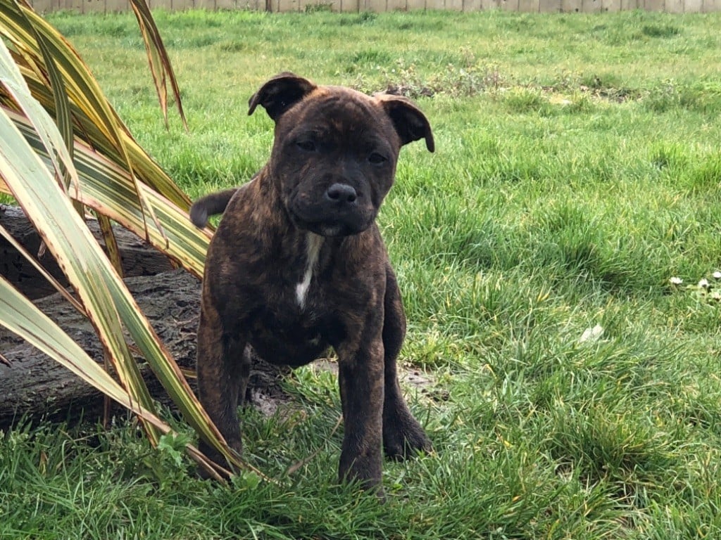 chiot Staffordshire Bull Terrier Des tempêtes du pays breton