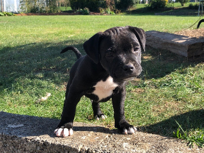 Les chiots de Staffordshire Bull Terrier