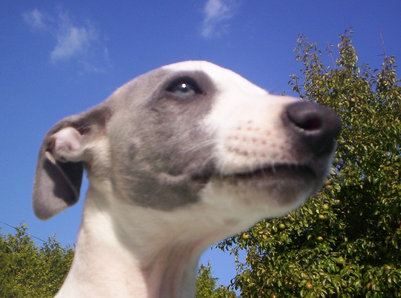 Publication : Horsewip Gold Auteur : Christine Challier