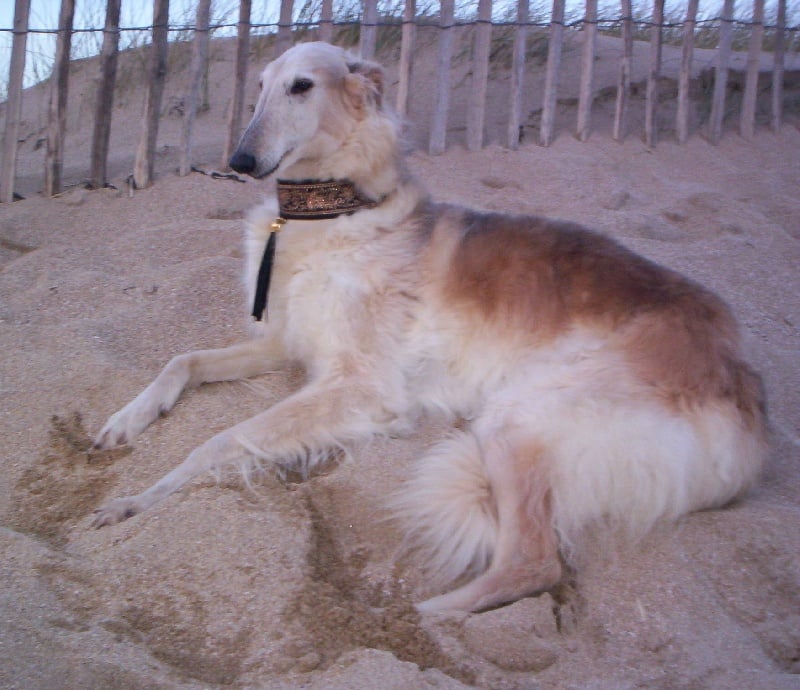 Publication : Du domaine des perles rares Auteur : Christine Challier