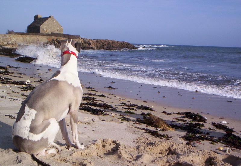 Publication : Horsewip Gold Auteur : Christine Challier