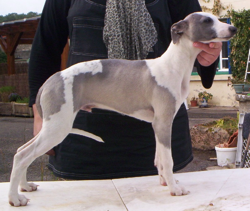 Publication : Horsewip Gold Auteur : Christine Challier