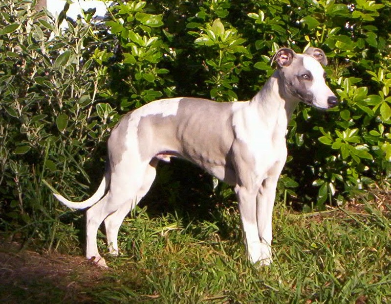 Publication : Horsewip Gold Auteur : Christine Challier