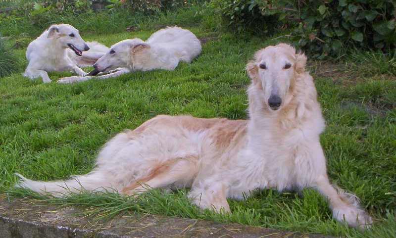 Publication : Du domaine des perles rares Auteur : Christine Challier