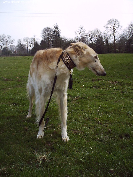 Publication : Du domaine des perles rares Auteur : Christine Challier