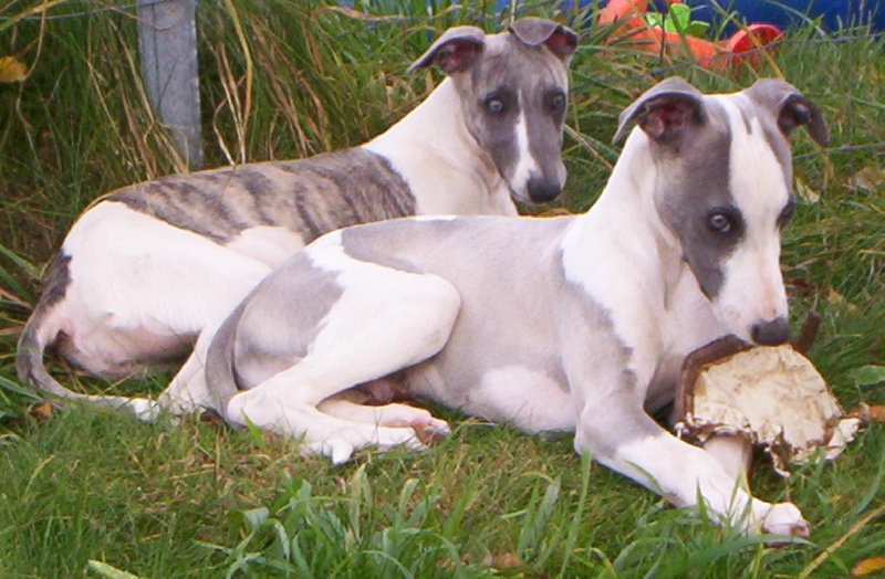 Publication : Horsewip Gold Auteur : Christine Challier