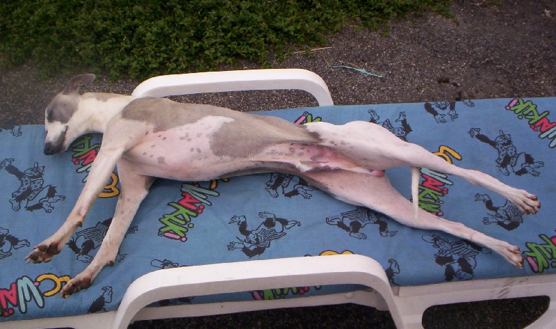 Publication : Horsewip Gold Auteur : Christine Challier