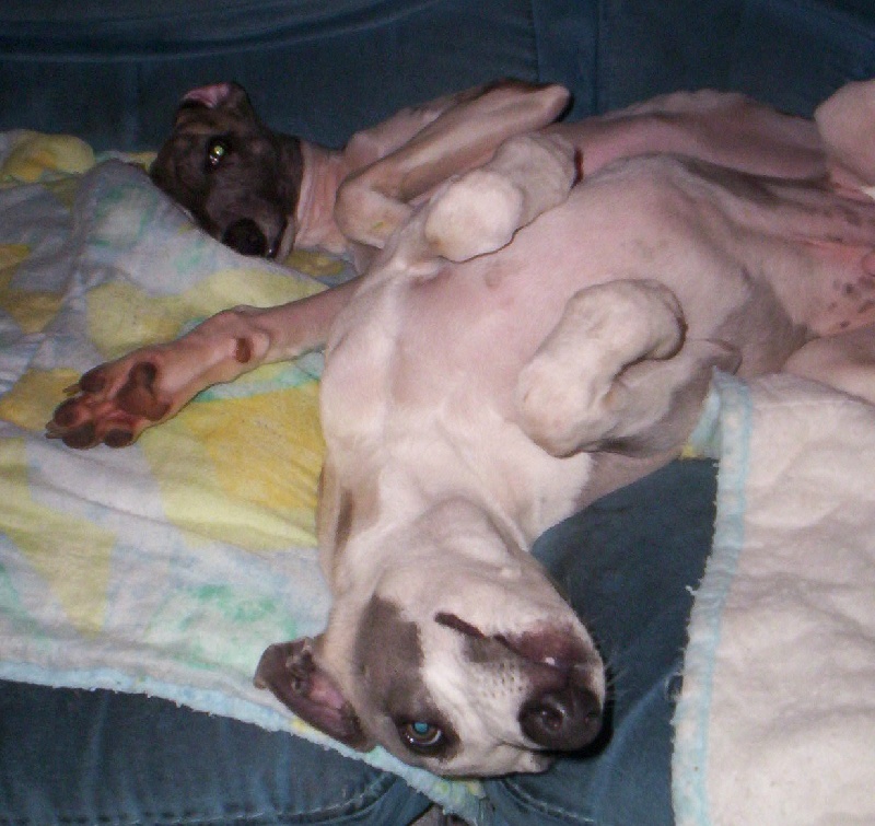 Publication : Horsewip Gold Auteur : Christine Challier