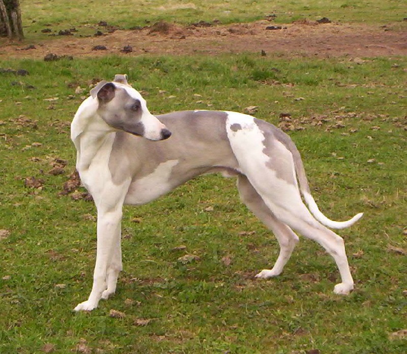 Publication : Horsewip Gold Auteur : Christine Challier