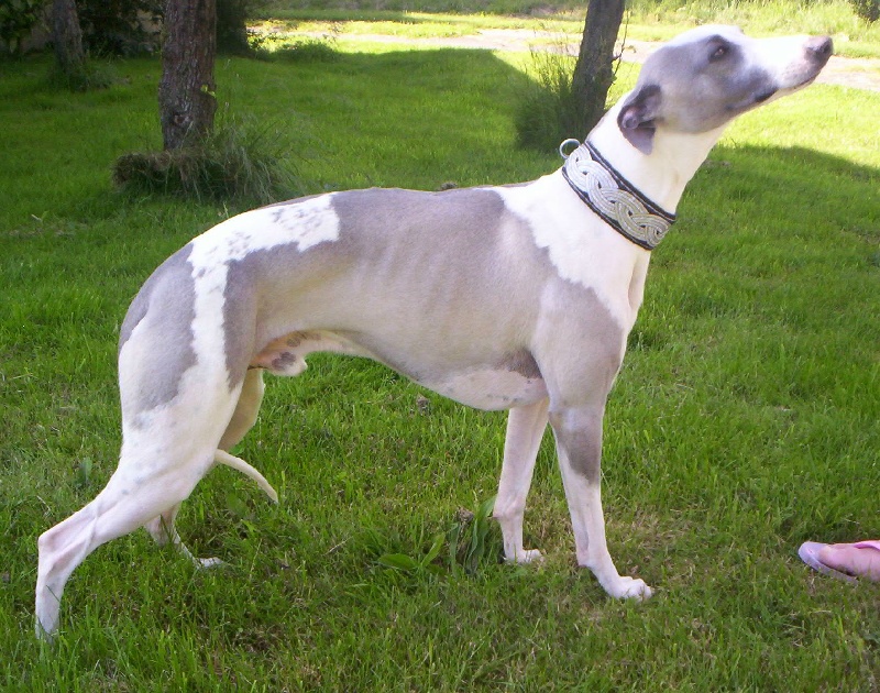 Publication : Horsewip Gold Auteur : Christine Challier