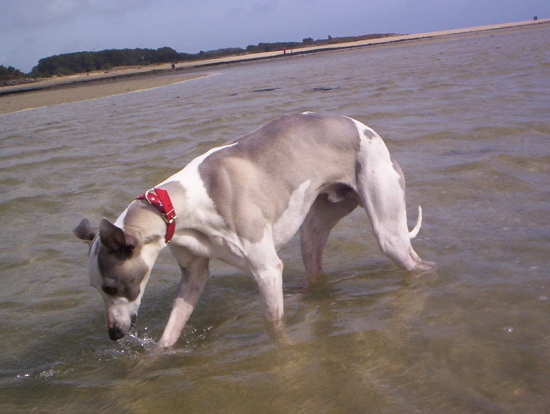 Publication : Horsewip Gold Auteur : Christine Challier