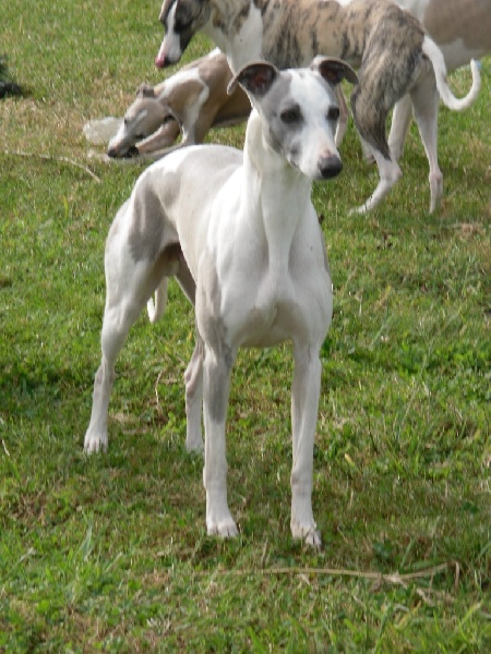 Publication : Horsewip Gold Auteur : Christine Challier