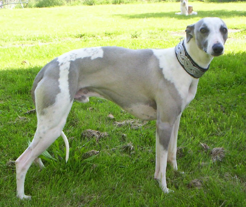 Publication : Horsewip Gold Auteur : Christine Challier