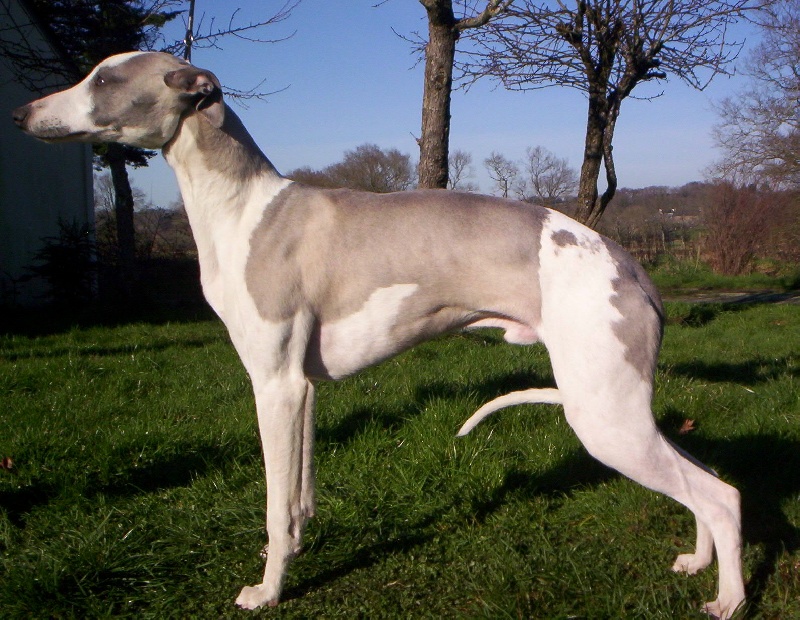 Publication : Horsewip Gold Auteur : Christine Challier