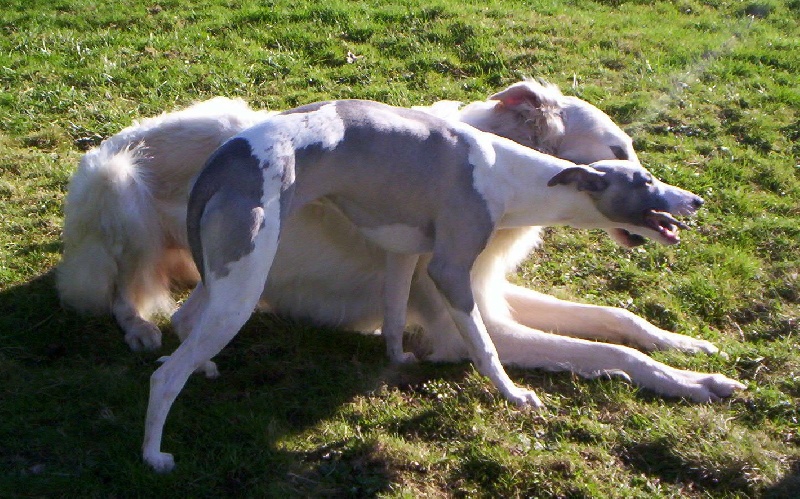 Publication : Horsewip Gold Auteur : Christine Challier