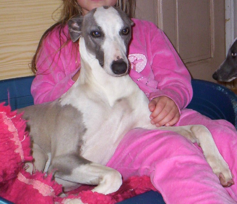 Publication : Horsewip Gold Auteur : Christine Challier