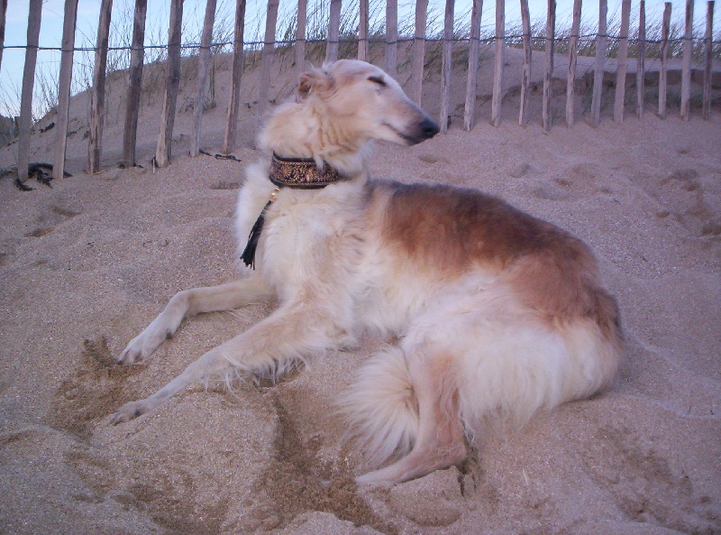 Publication : Du domaine des perles rares Auteur : Christine Challier