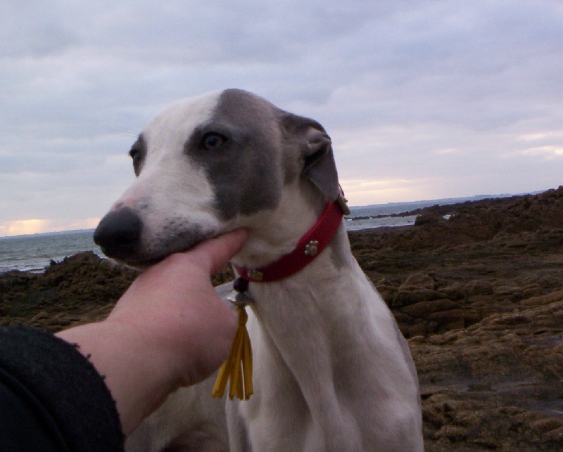 Publication : Horsewip Gold Auteur : Christine Challier