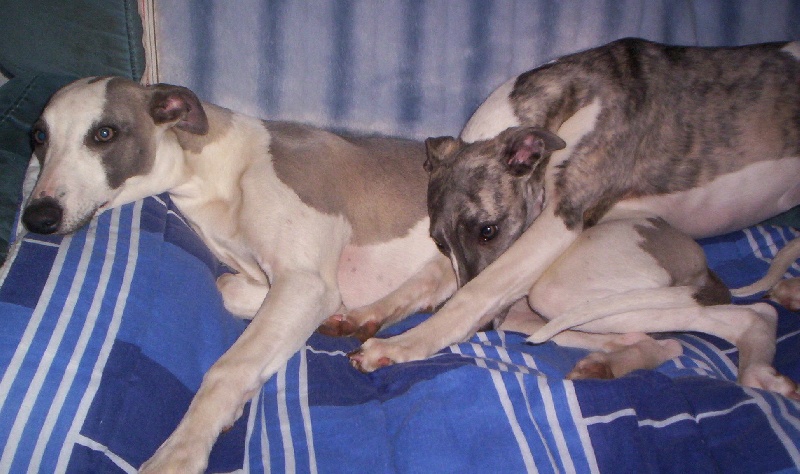 Publication : Horsewip Gold Auteur : Christine Challier