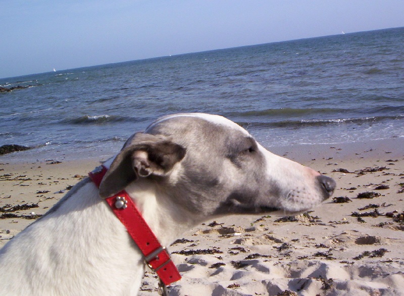 Publication : Horsewip Gold Auteur : Christine Challier