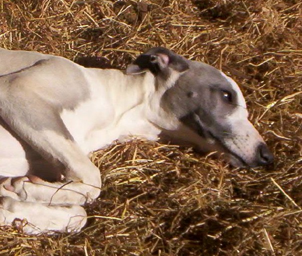 Publication : Horsewip Gold Auteur : Christine Challier