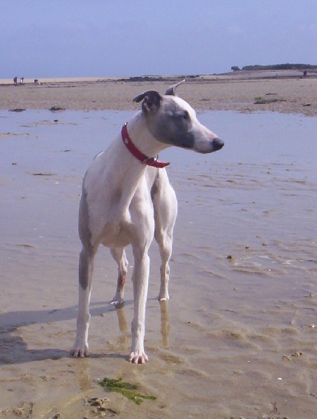 Publication : Horsewip Gold Auteur : Christine Challier