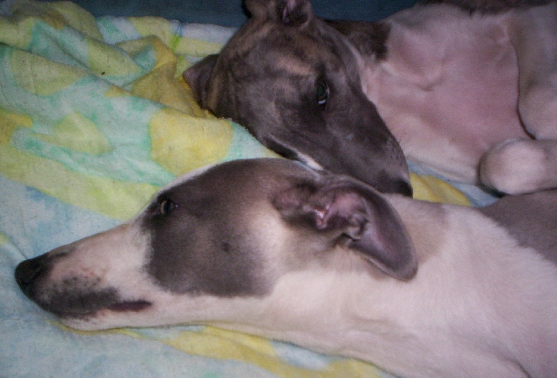 Publication : Horsewip Gold Auteur : Christine Challier