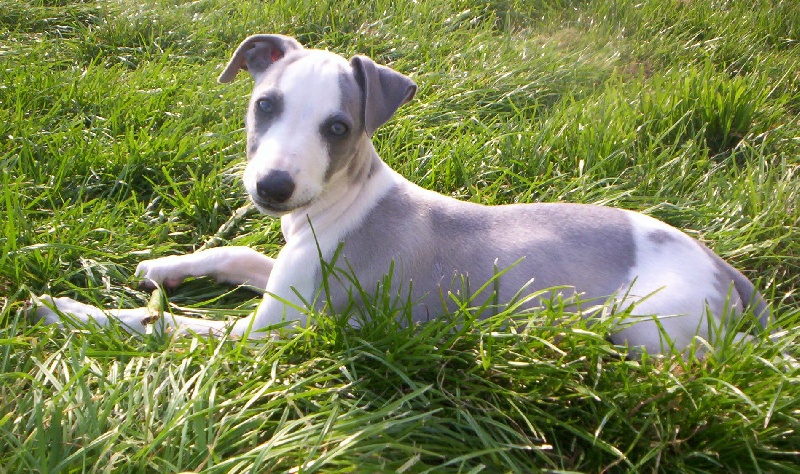 Publication : Horsewip Gold Auteur : Christine Challier