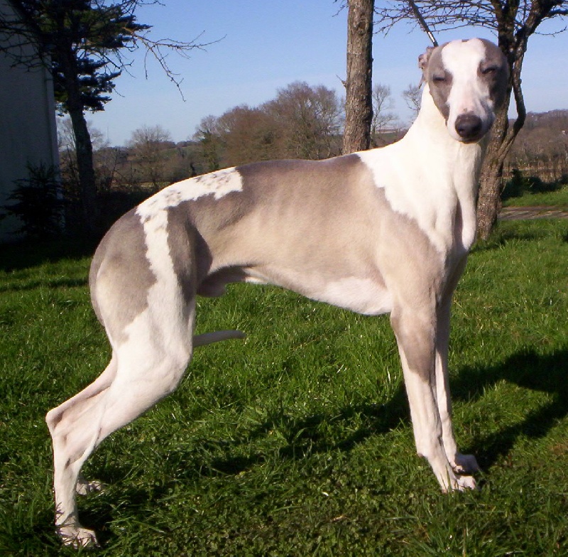 Publication : Horsewip Gold Auteur : Christine Challier