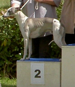 Publication : Horsewip Gold Auteur : Christine Challier